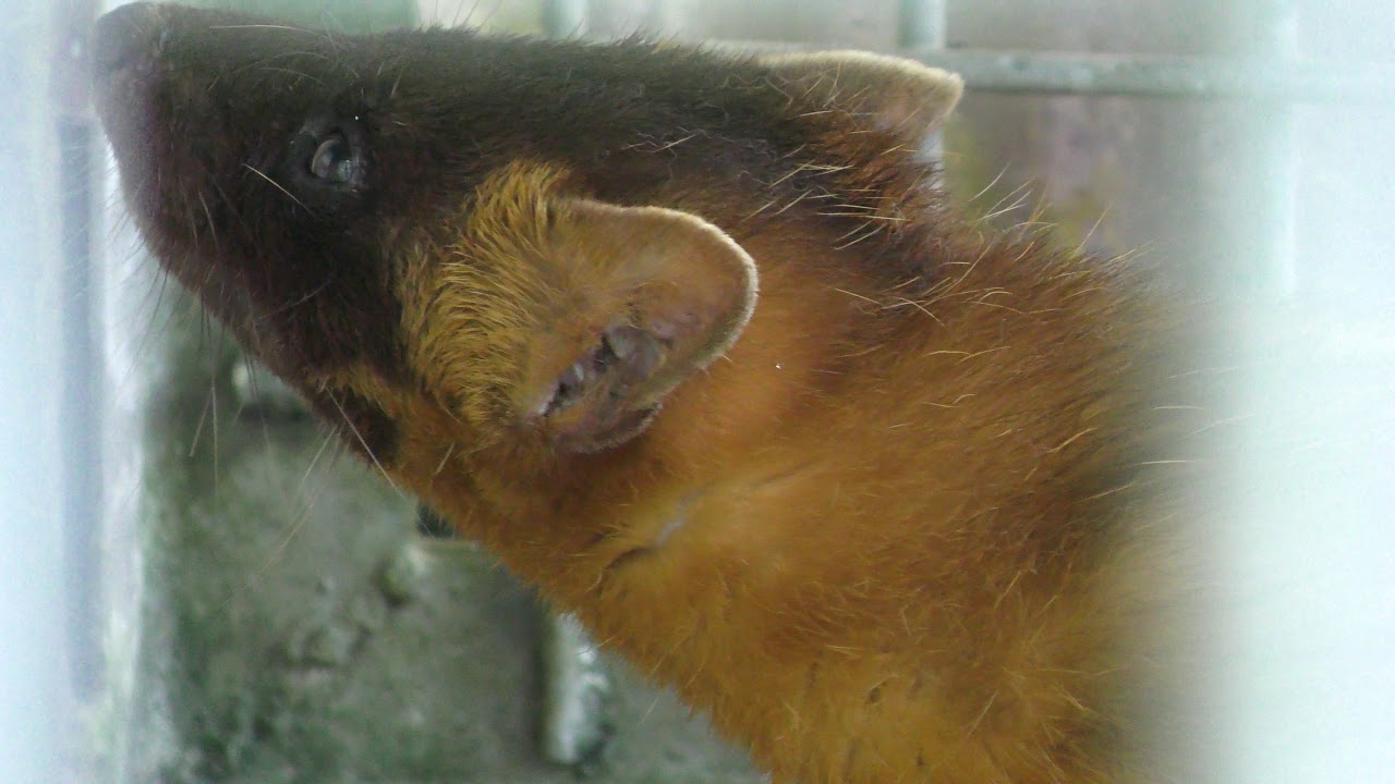 Japanese marten (melampus)