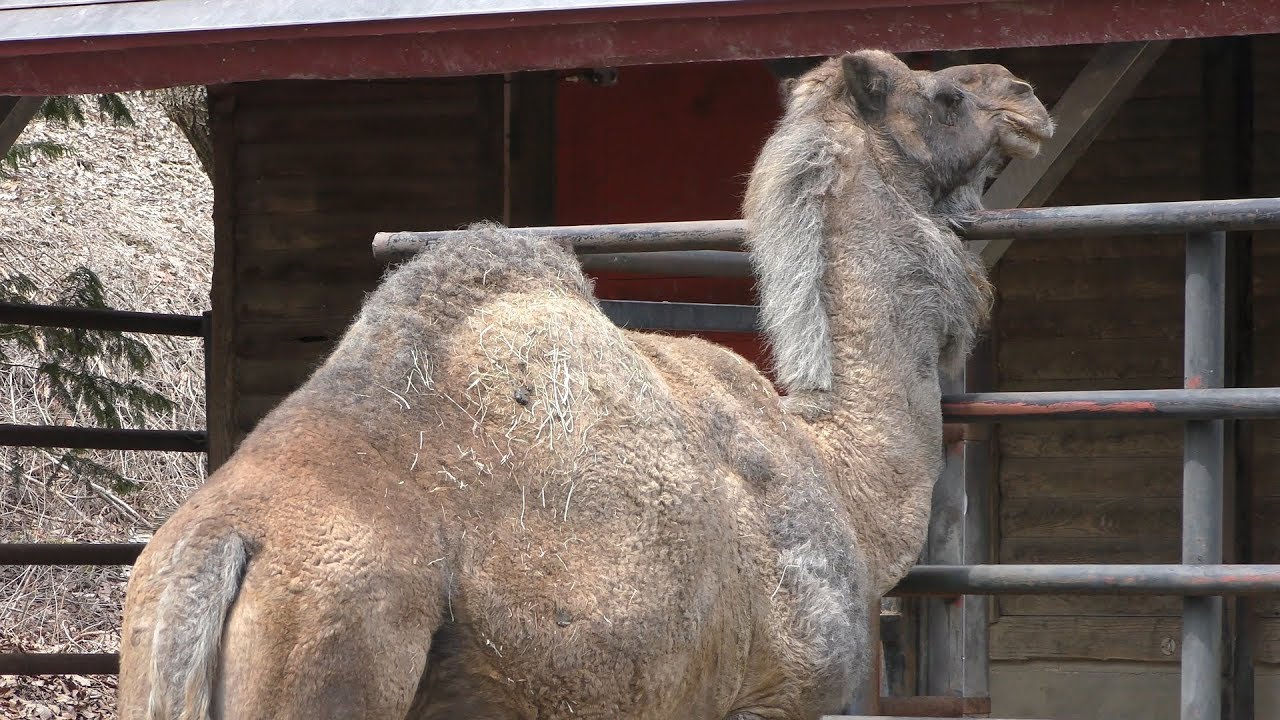 Dromedary