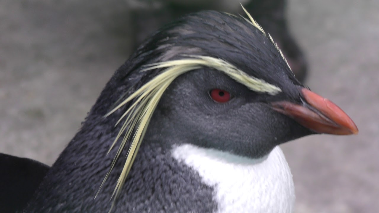 Northern rockhopper penguin