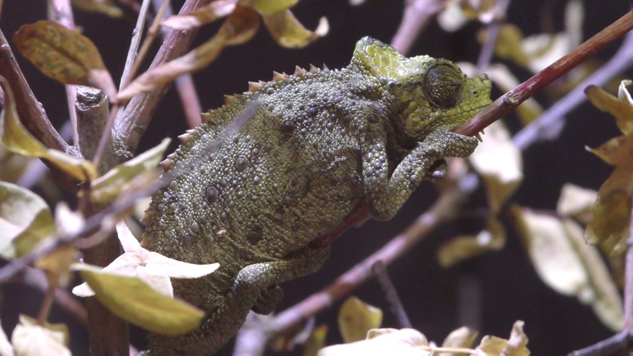 Von höhnel's chameleon
