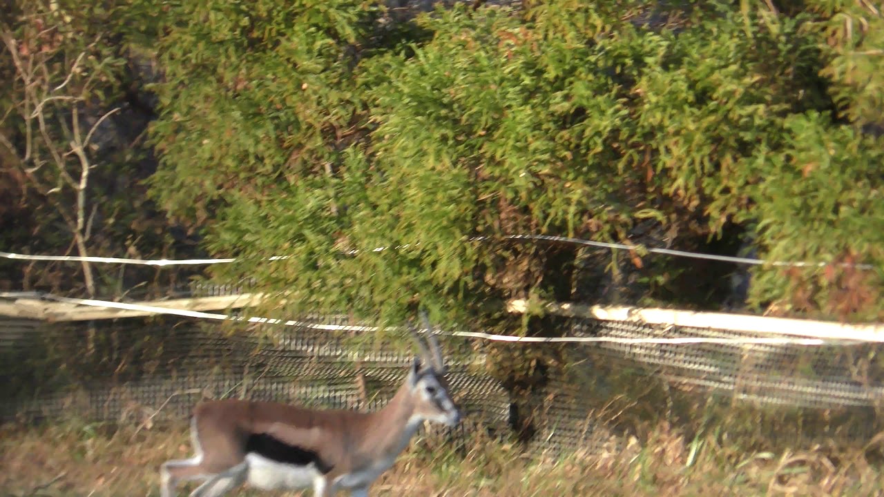 Thomson's gazelle