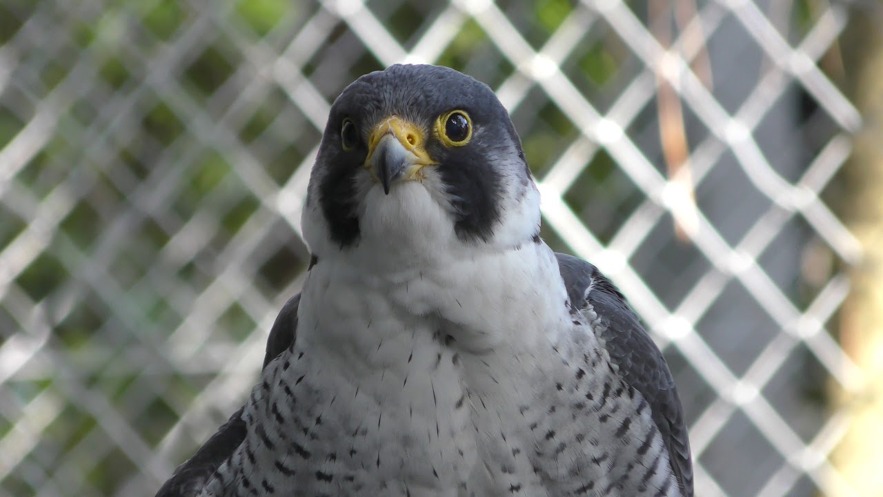 Peregrine falcon
