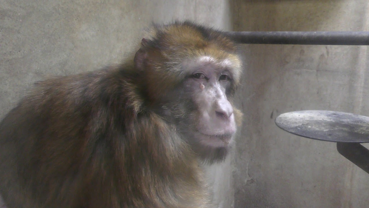 Barbary ape