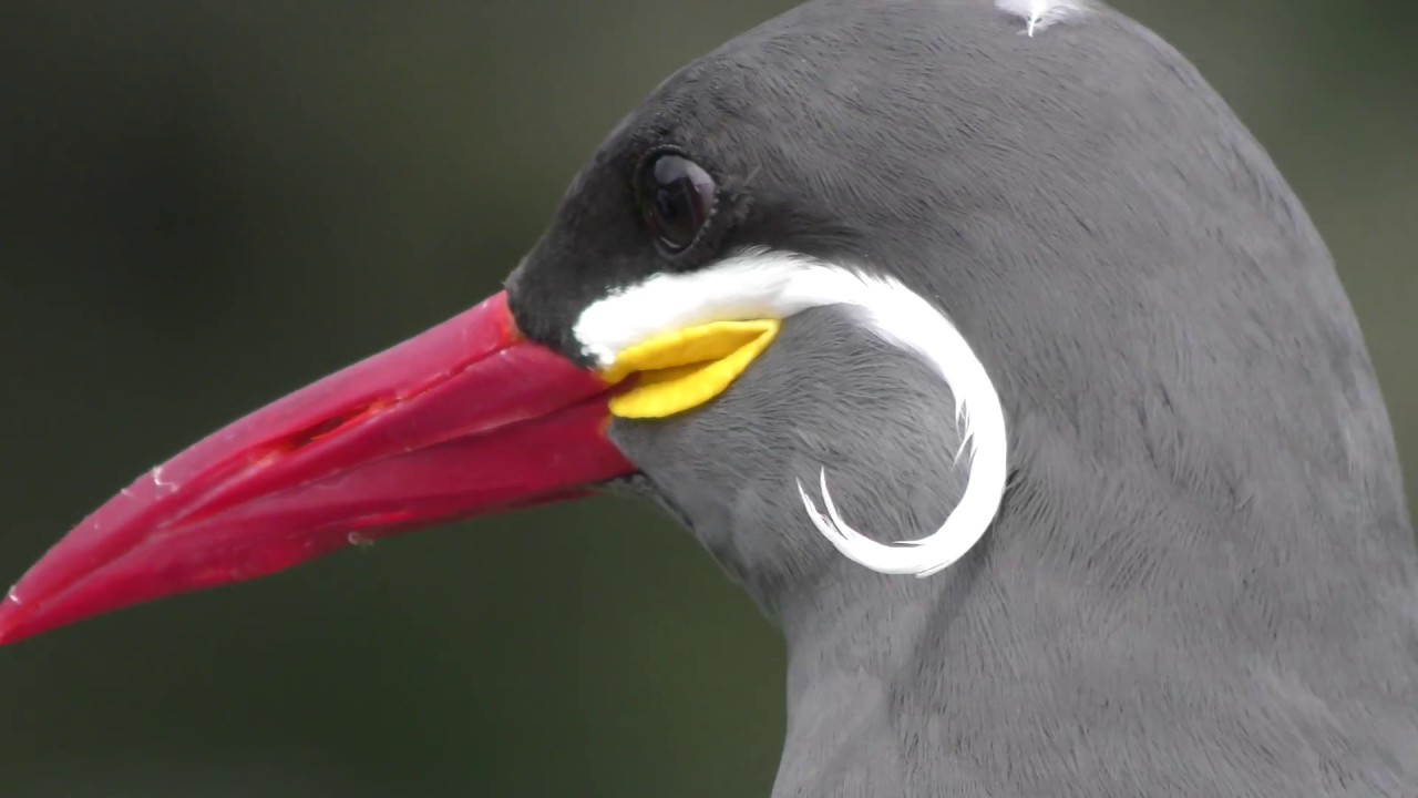 Inca tern