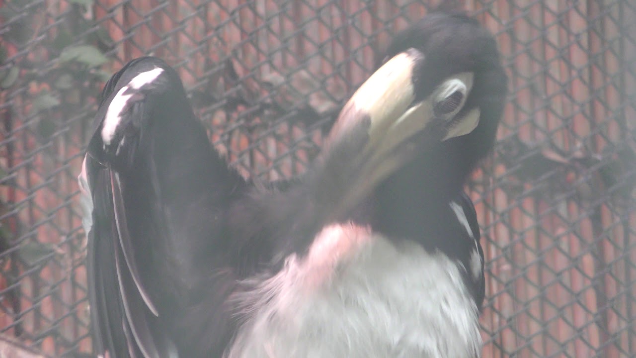 Malabar pied hornbill
