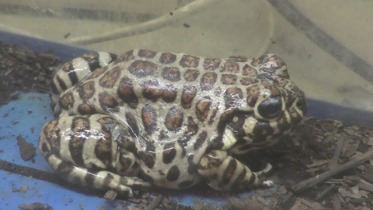 アカボシユビナガガエル
