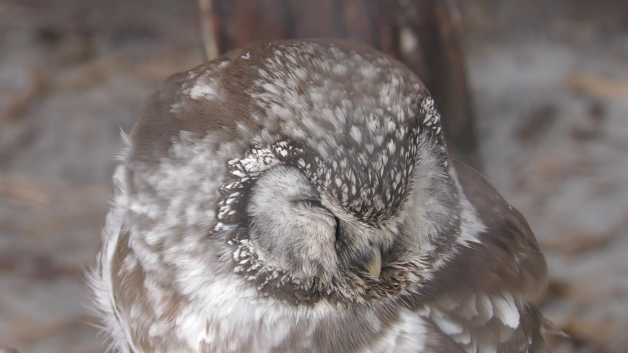 Tengmalm's owl