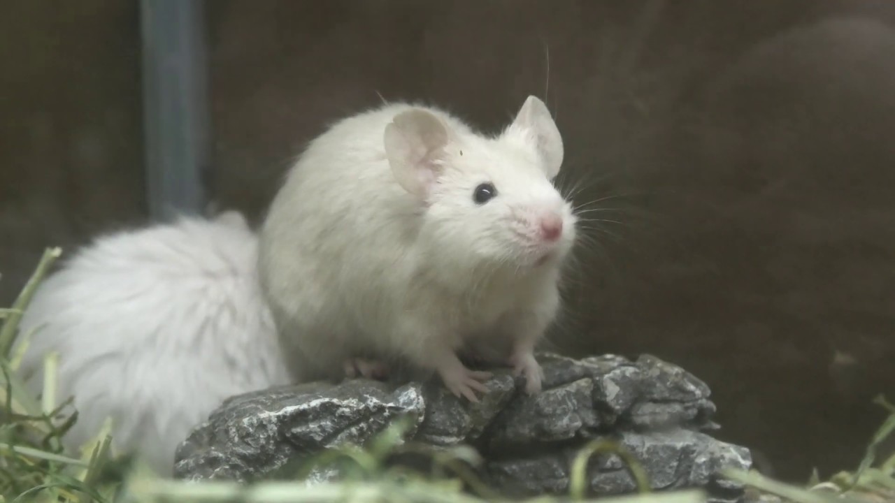 House mouse