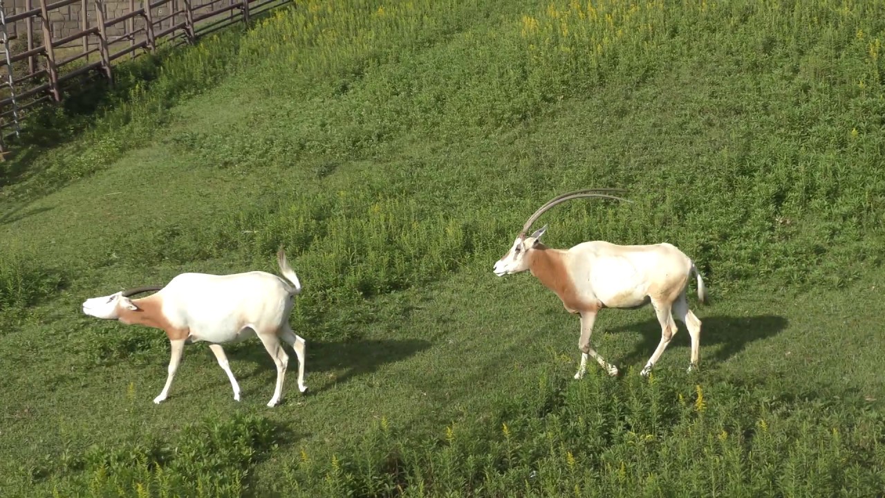 Gemsbok