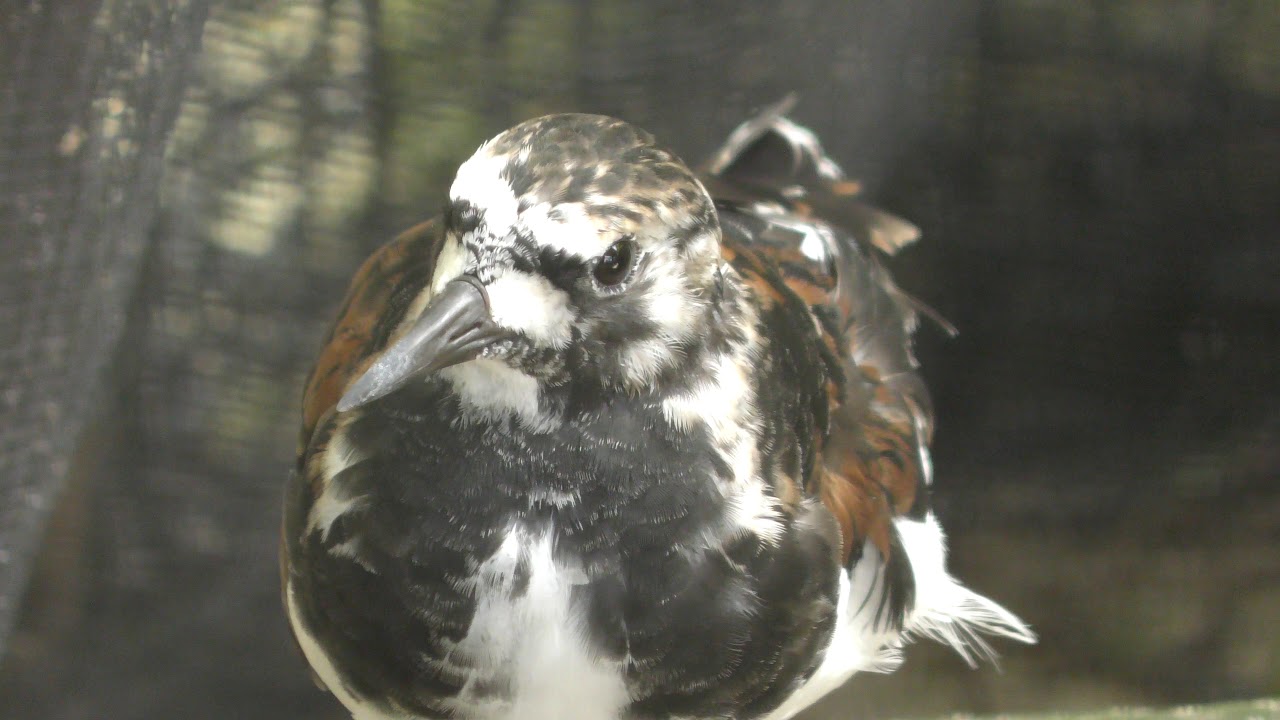 Ruddy turnstone