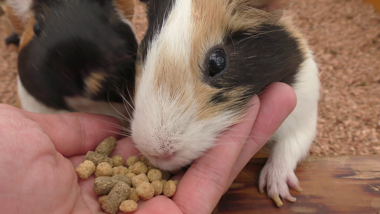 Guinea pig