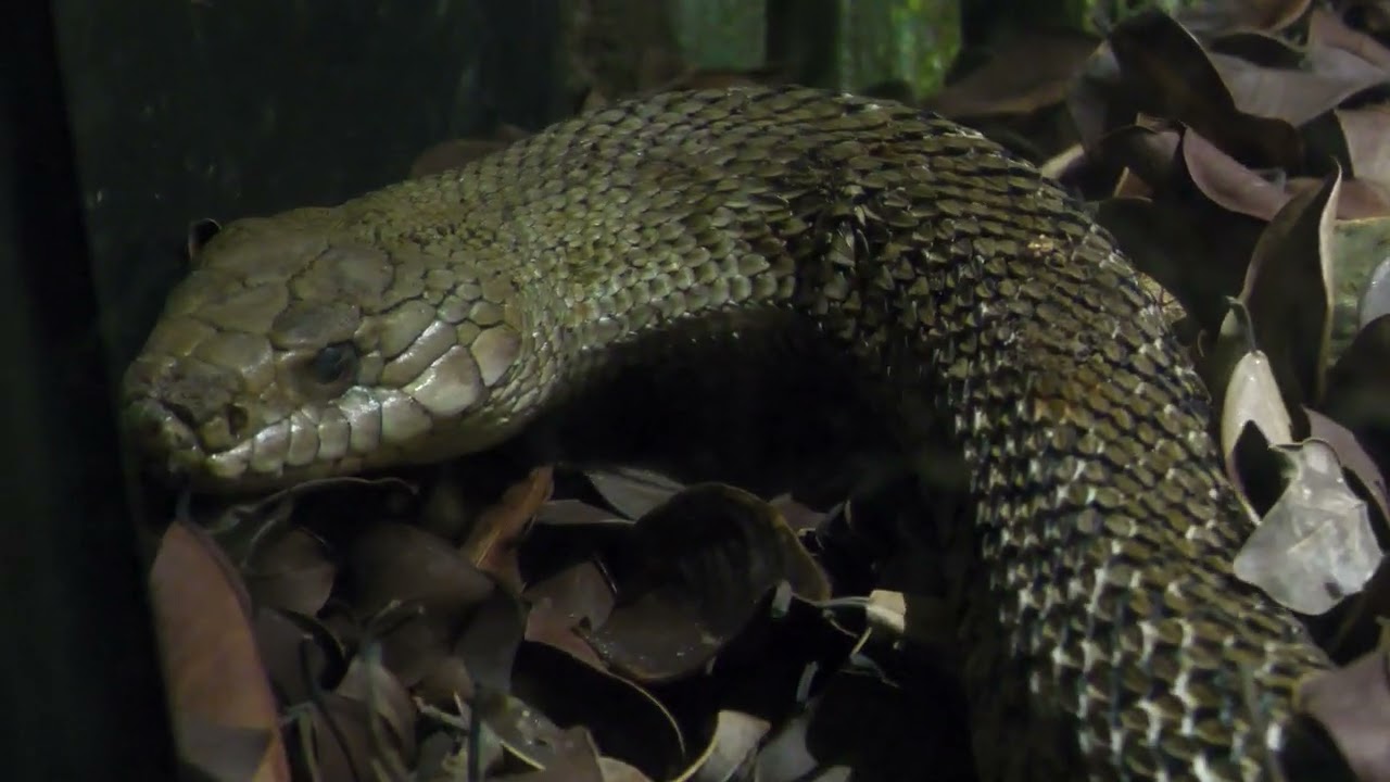 シュウダ