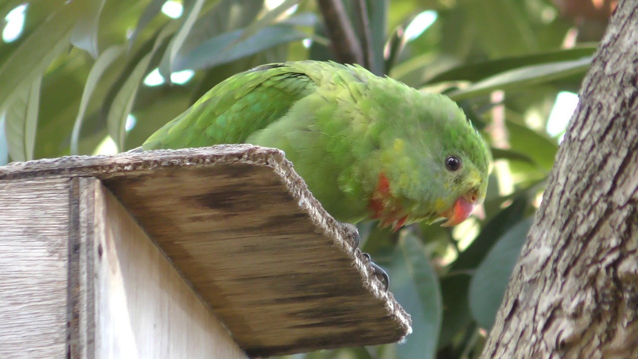 Superb parrot