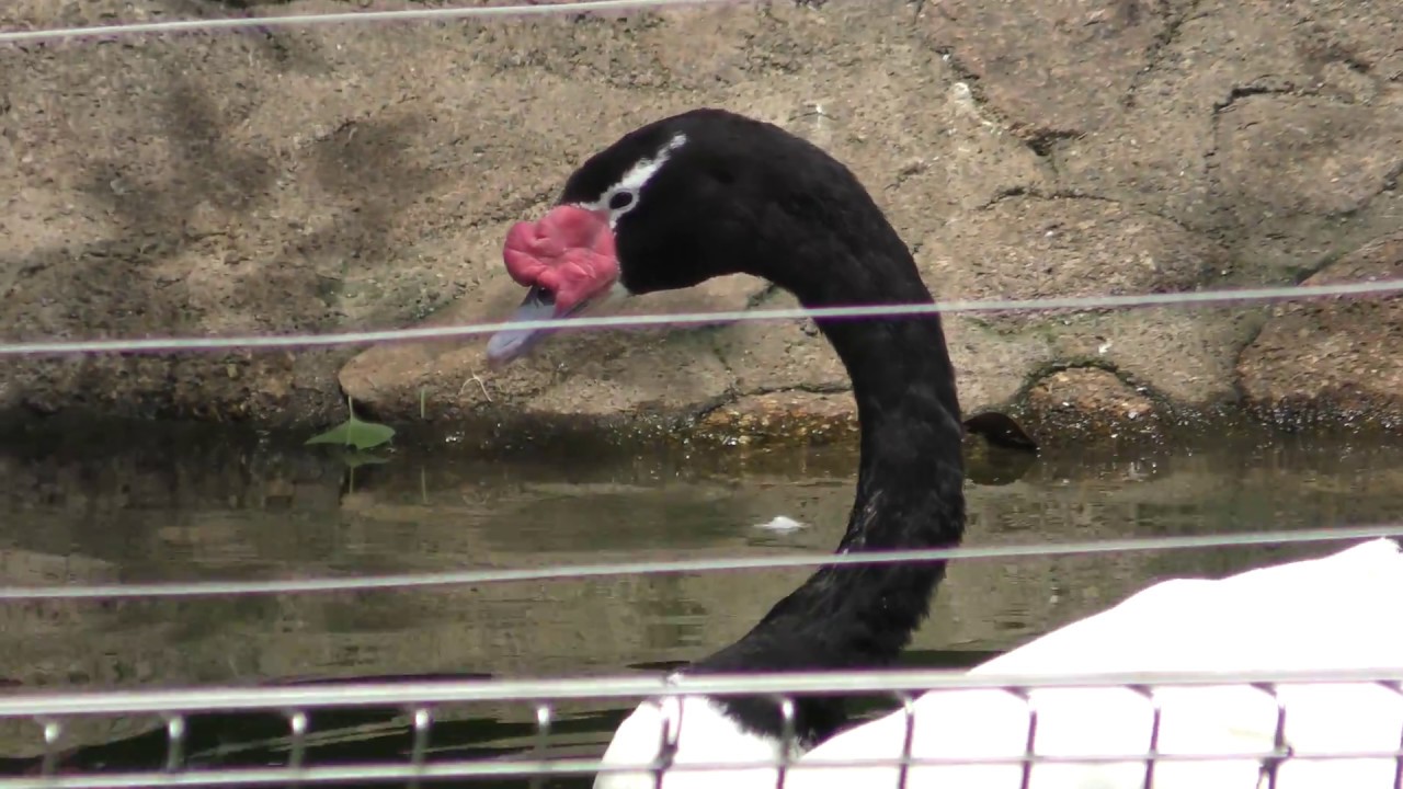 Black-necked swan