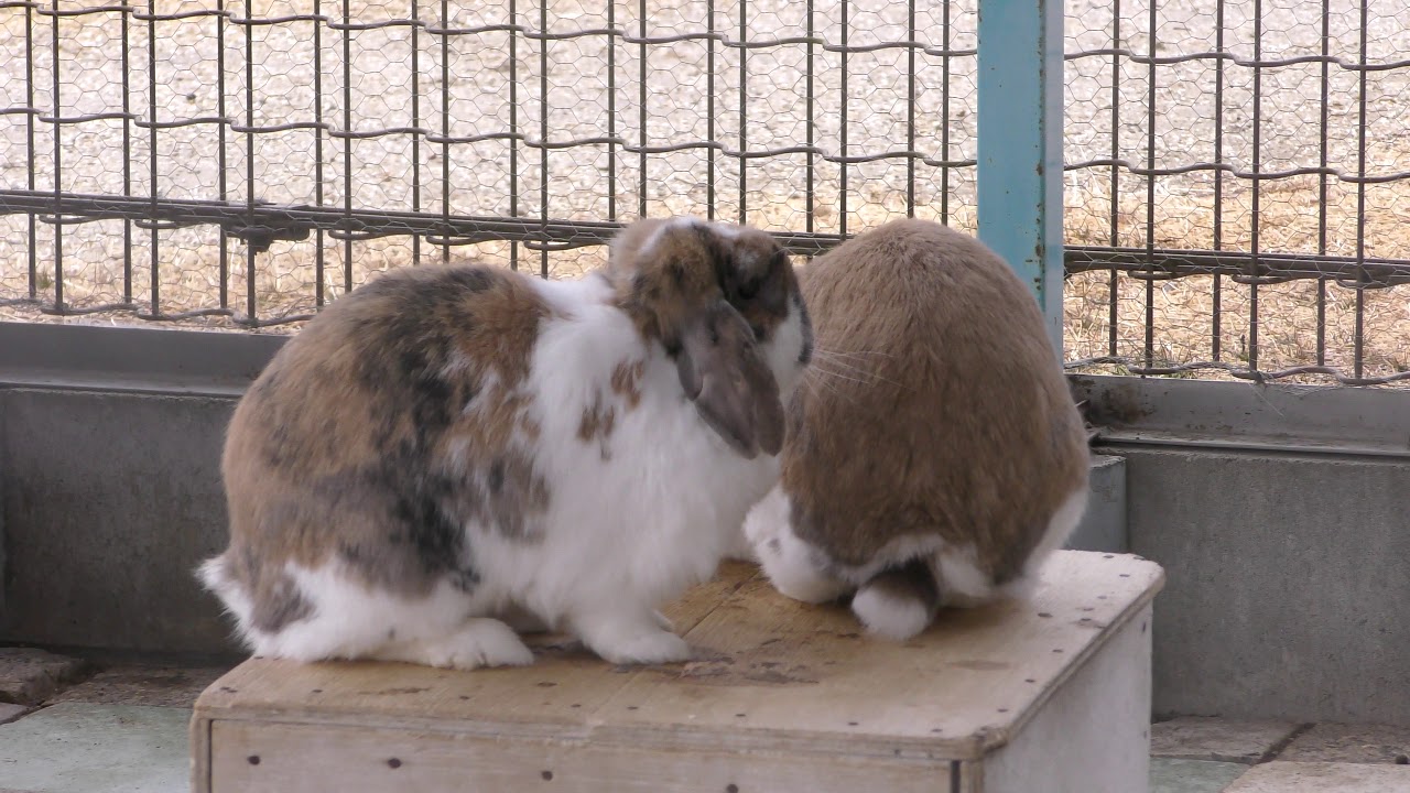 Holland lop