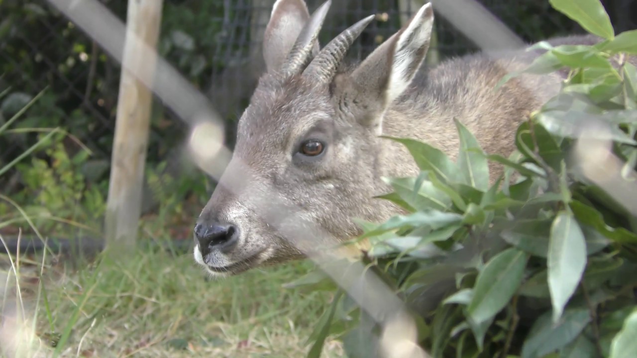 Himalayan goral