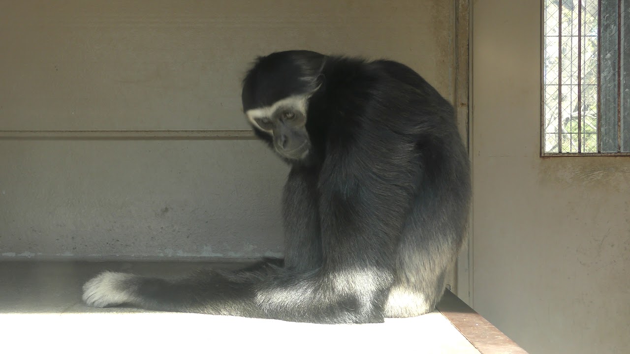 Pileated gibbon