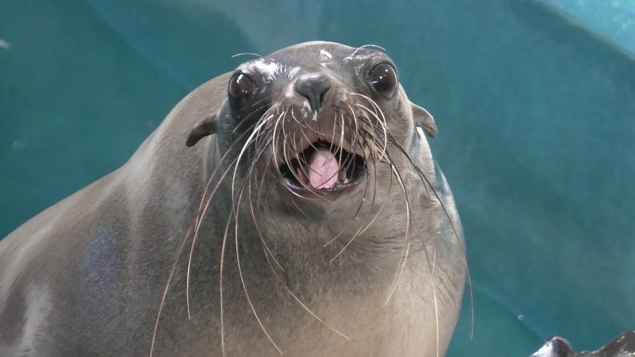 Brown fur seal