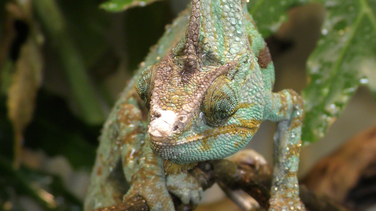 Veiled chameleon
