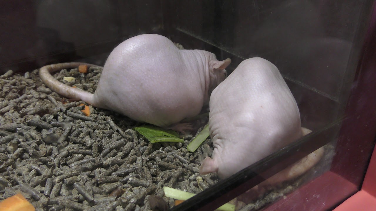 Nude mouse