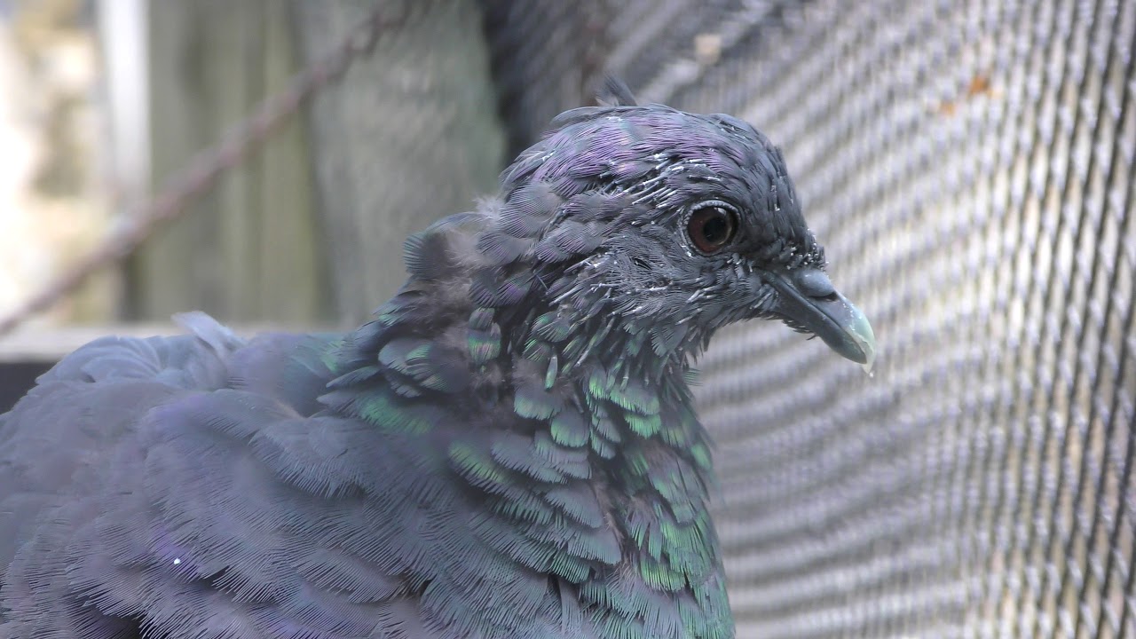 Black wood pigeon