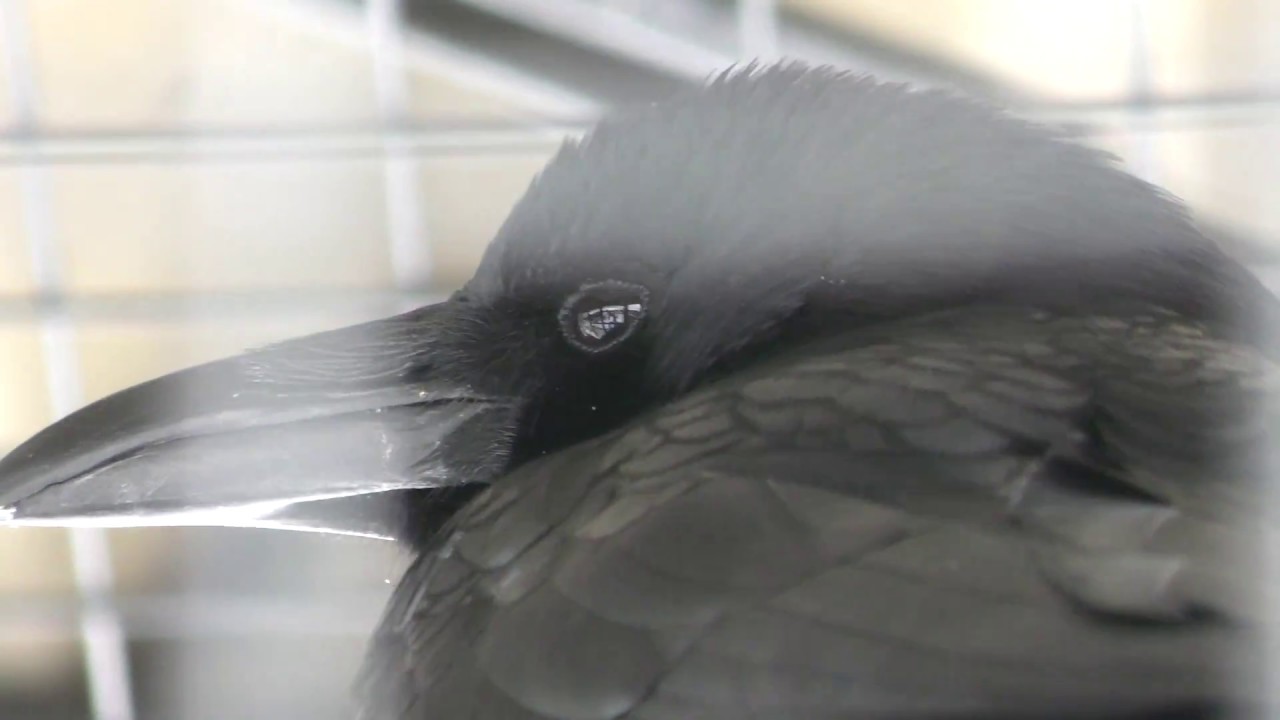 Carrion crow