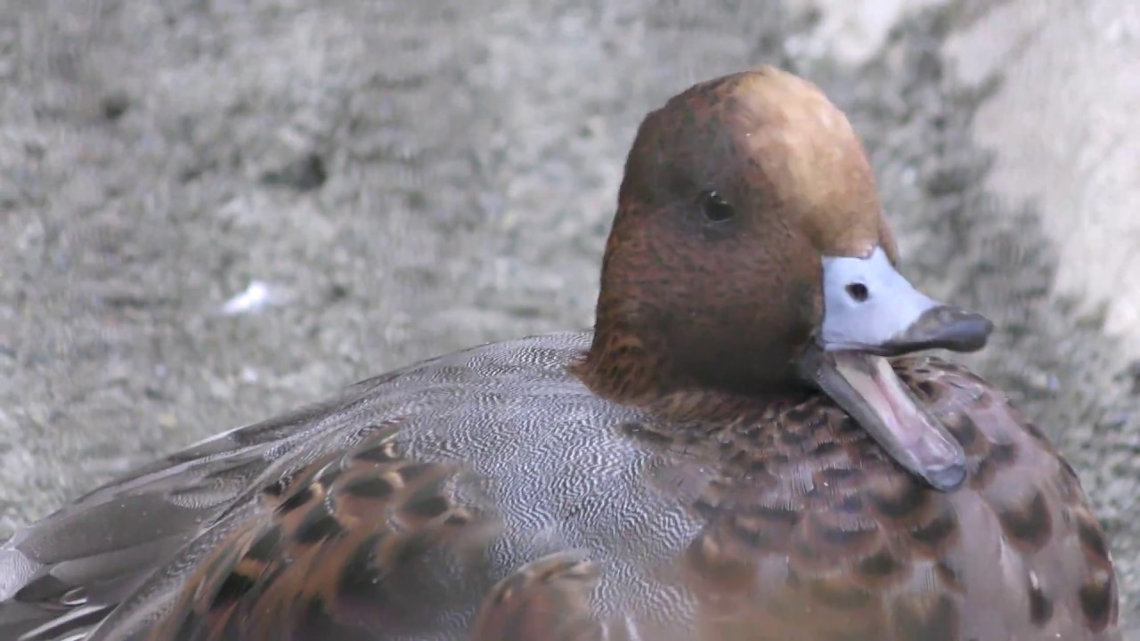 Eurasian wigeon