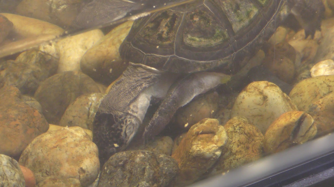West african mud turtle