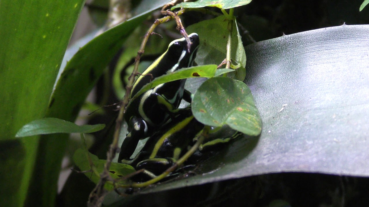 Yellow-striped poison frog