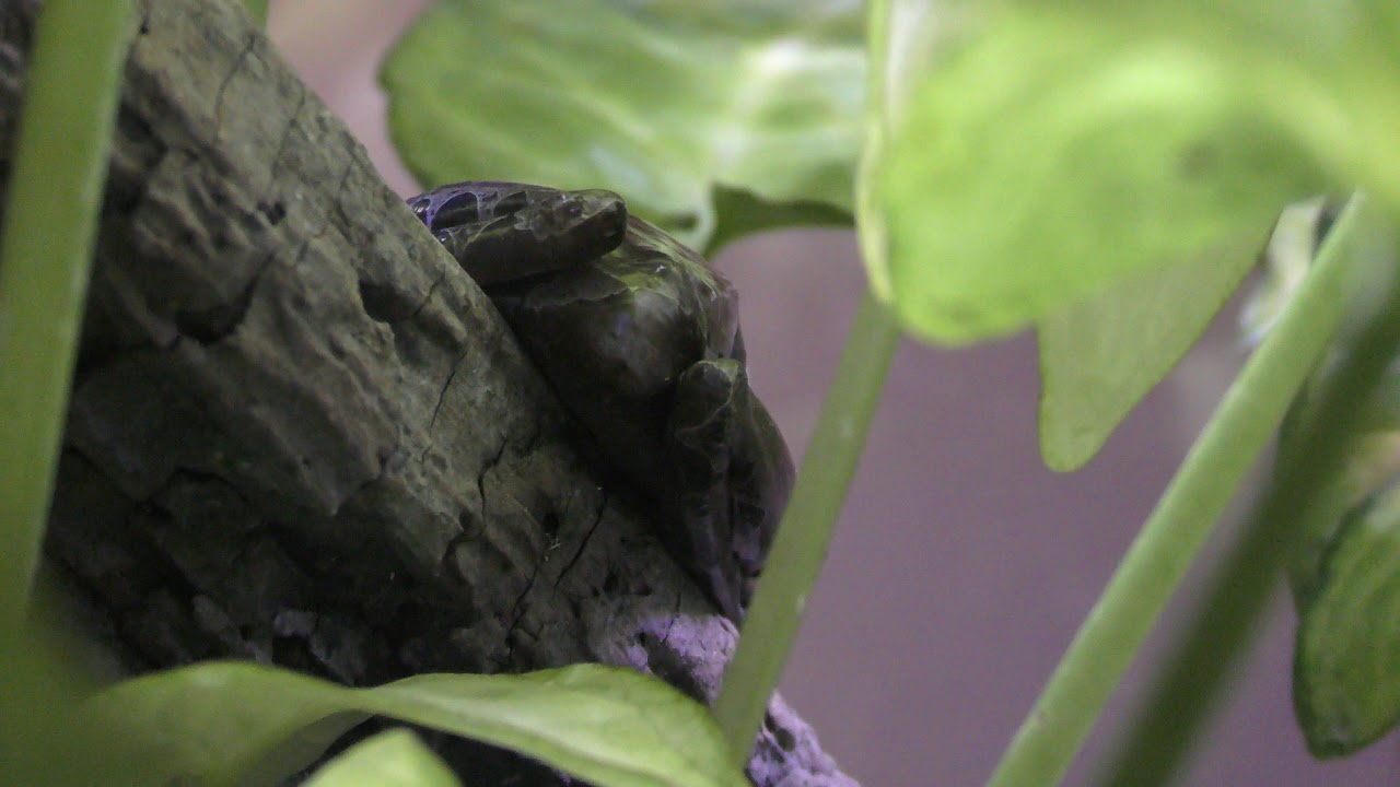 Spiny-headed tree frog