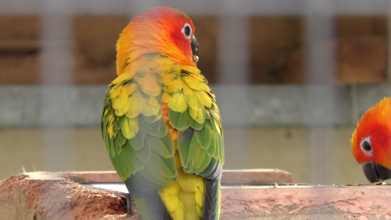 Sun parakeet