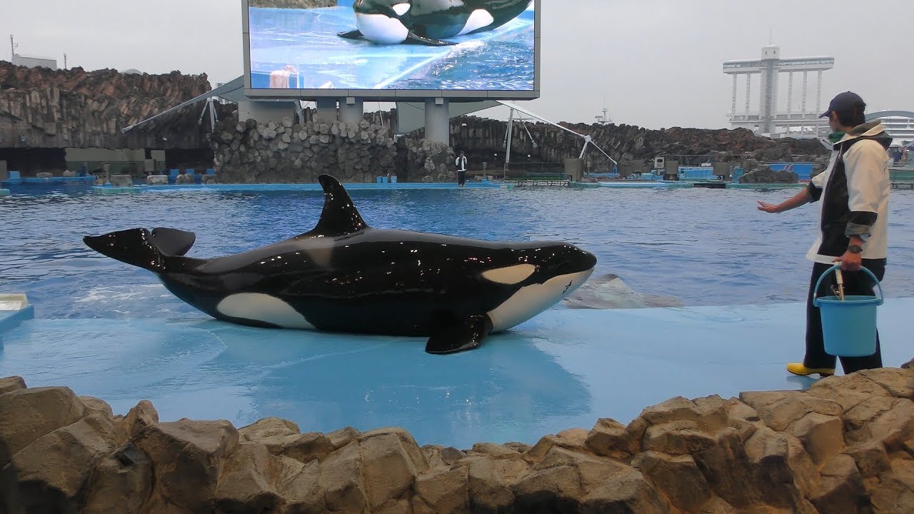 Killer whale
