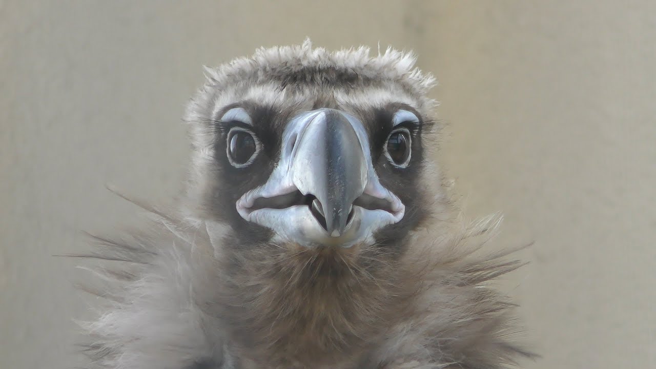Eurasian black vulture