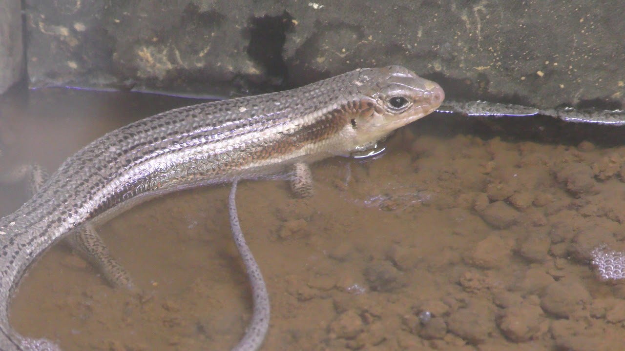 Okada's blue-tailed skink