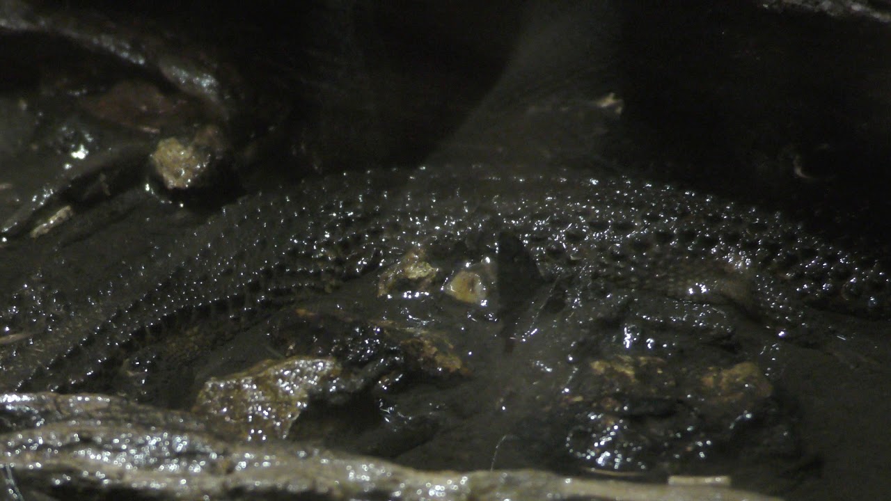Earless monitor lizard