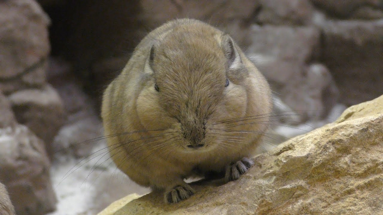 Common gundi