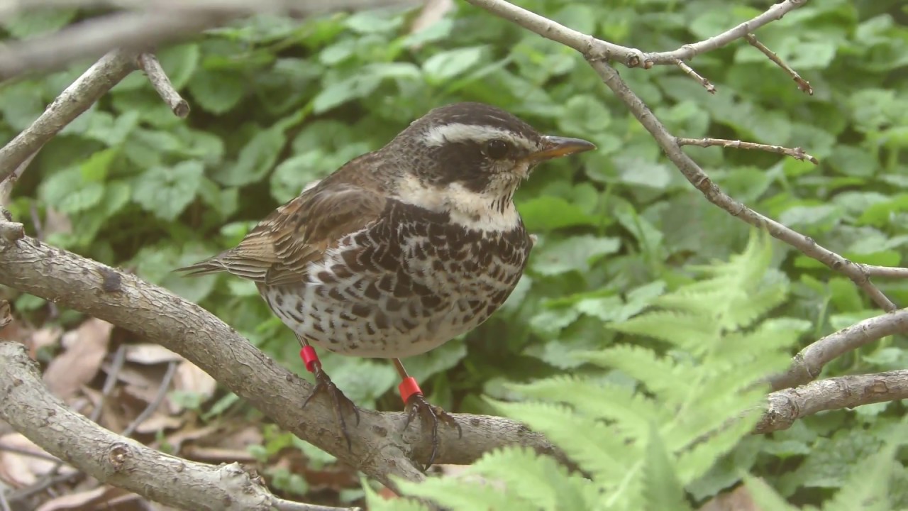 Dusky thrush