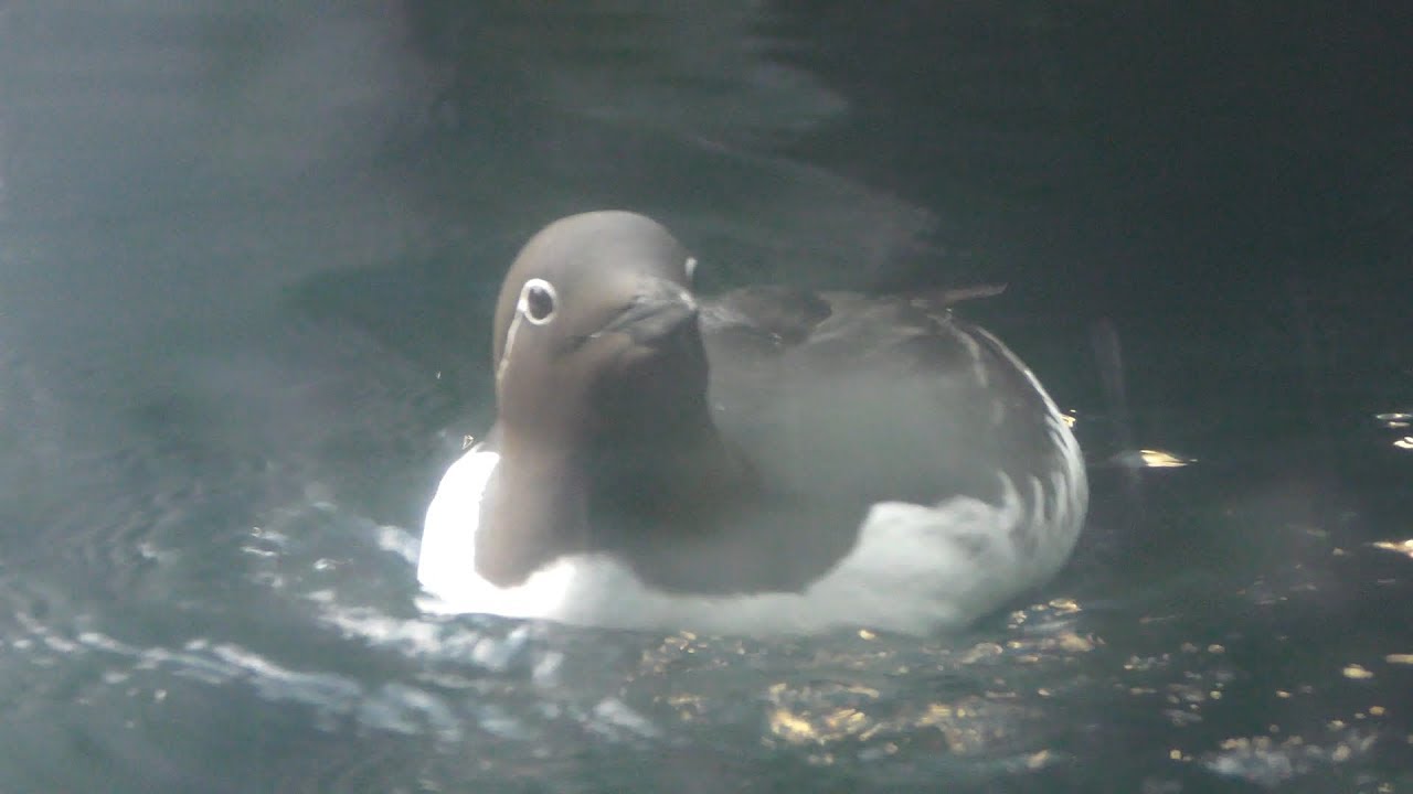 Common murre
