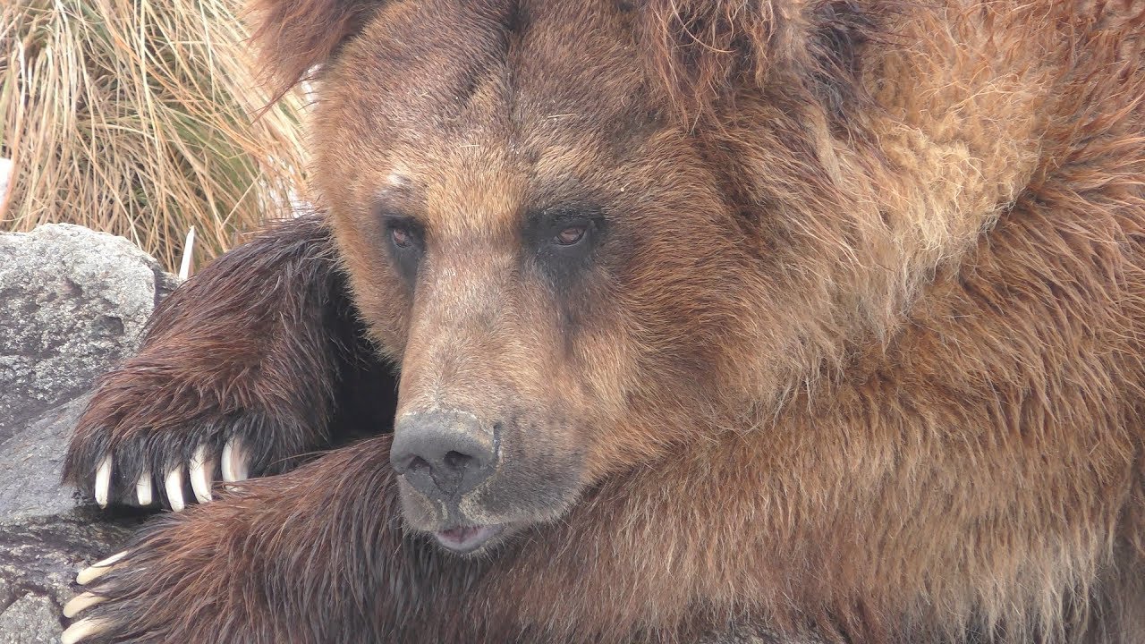 Ezo brown bear