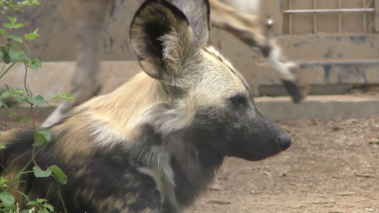African hunting dog