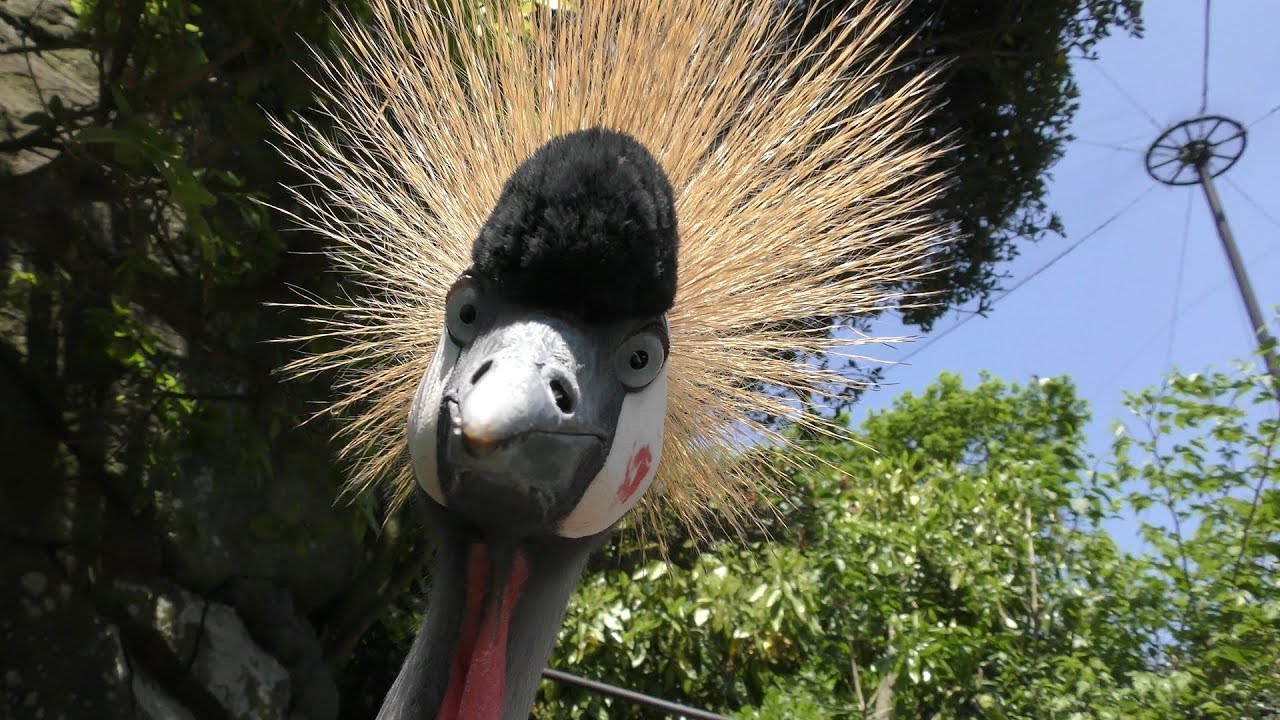 Grey crowned crane
