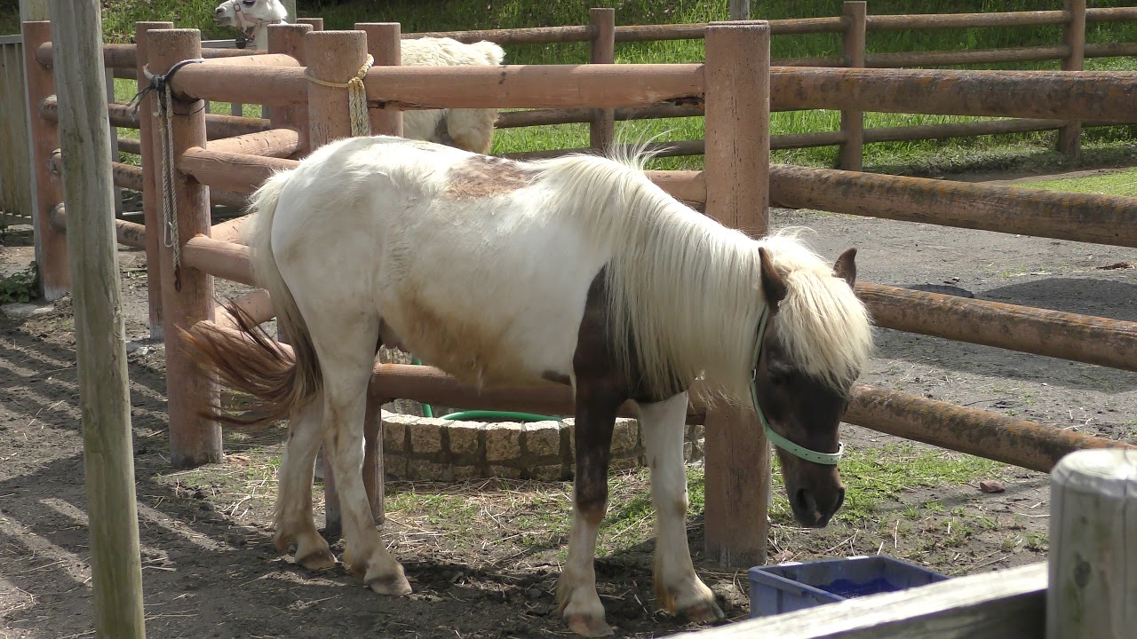 Shetland pony