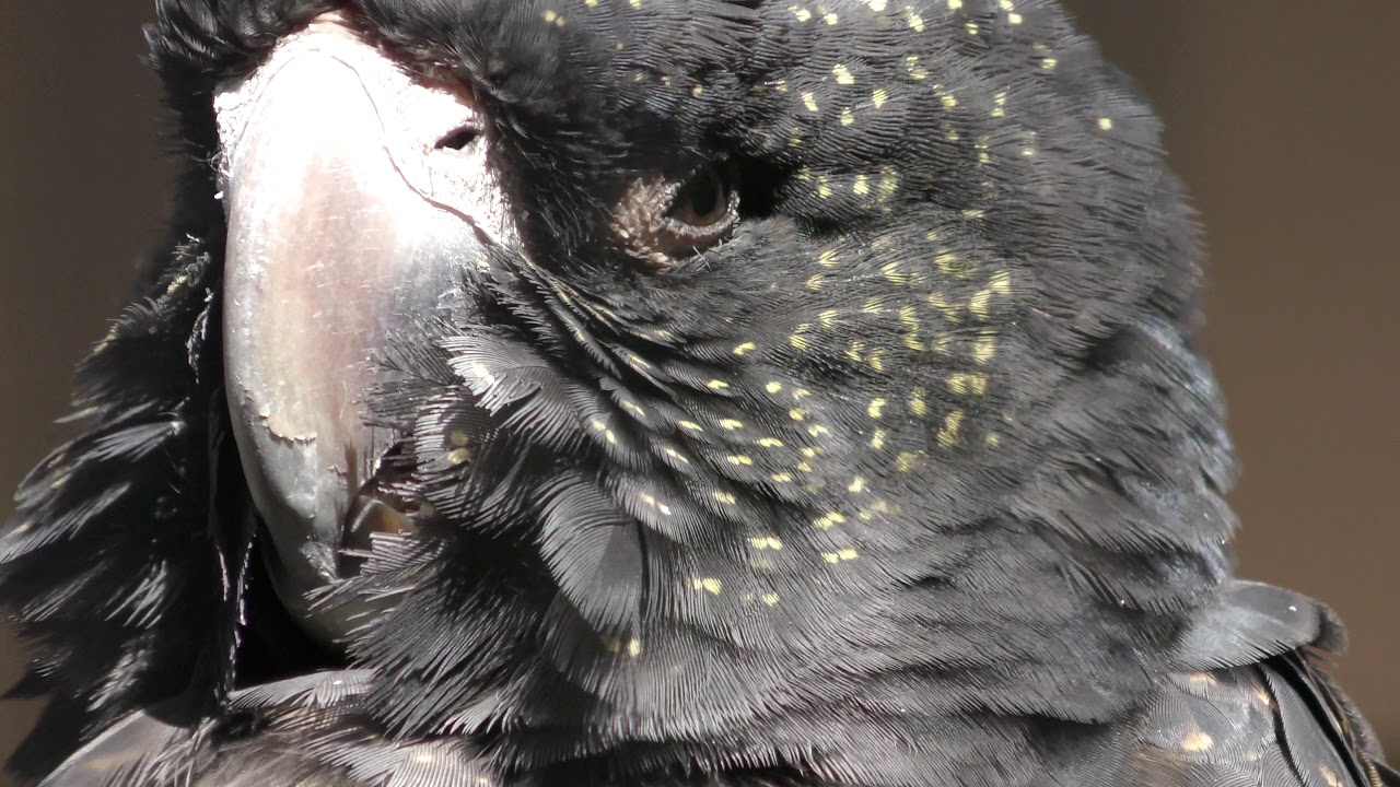 Red-tailed black cockatoo