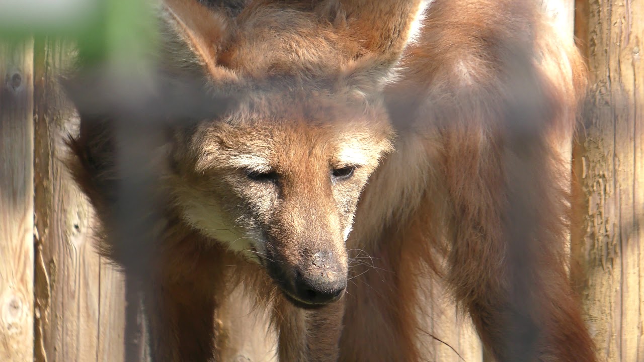 Maned wolf