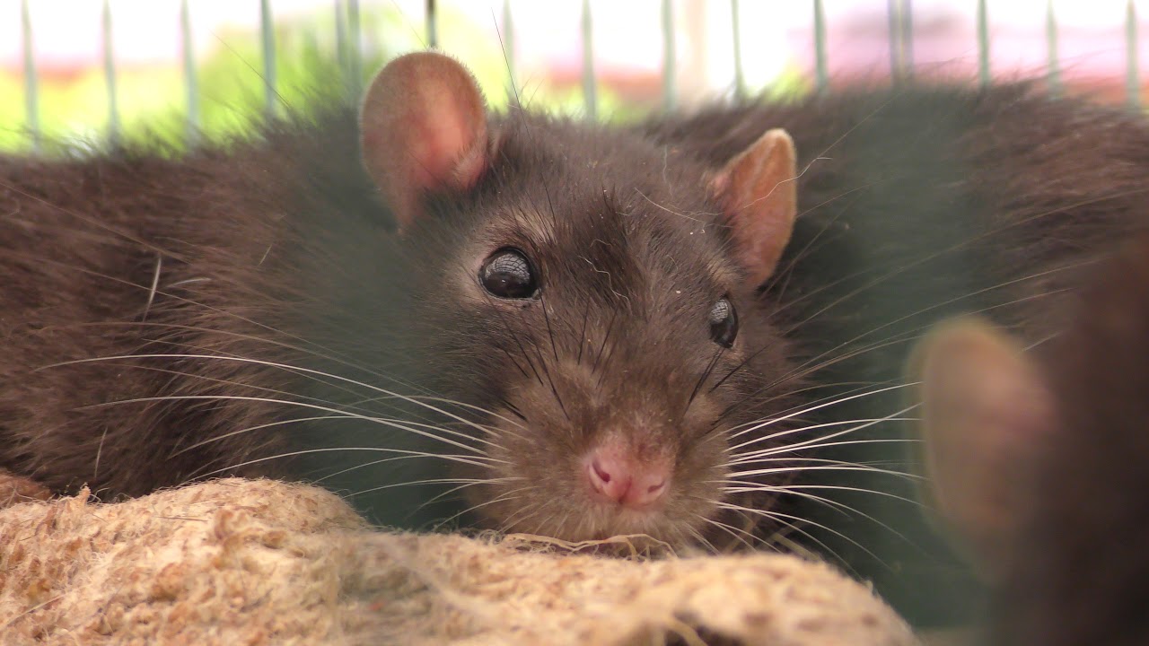 Fancy rat