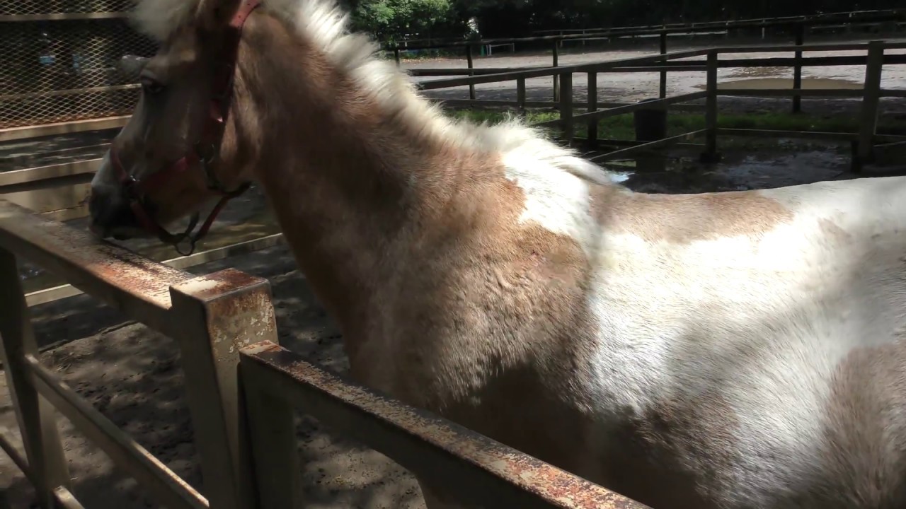 Welsh mountain pony