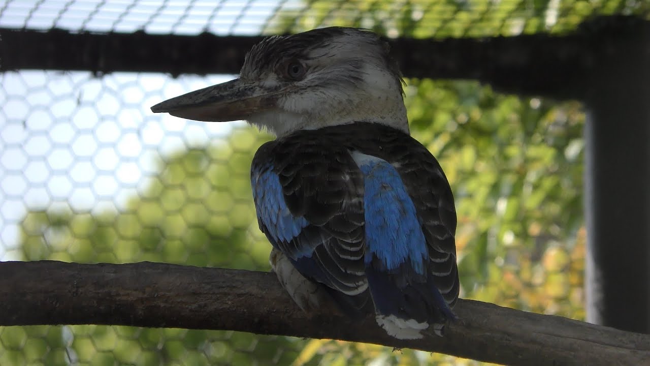 Blue-winged kookaburra