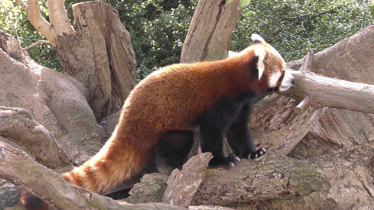 Himalayan red panda
