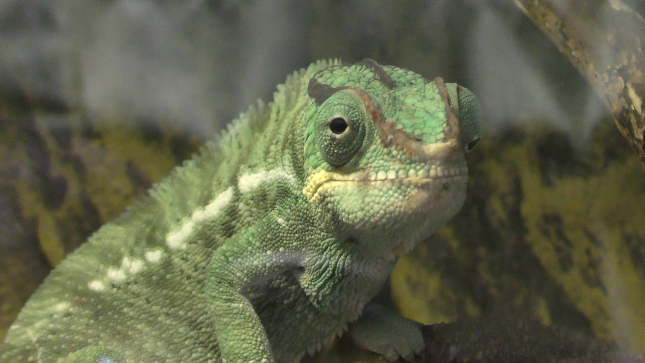 Panther chameleon