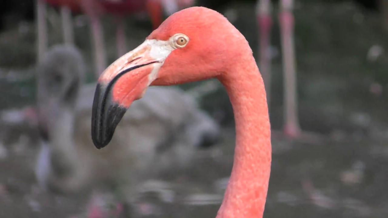 American flamingo